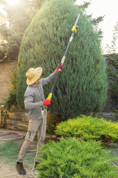  Adelanto, CA Tree Removal and Landscaping Services Pros